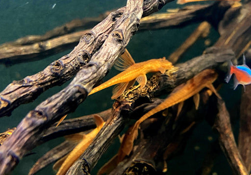 Roter Hexenwels - Rinoloricaria sp. aqua-teck