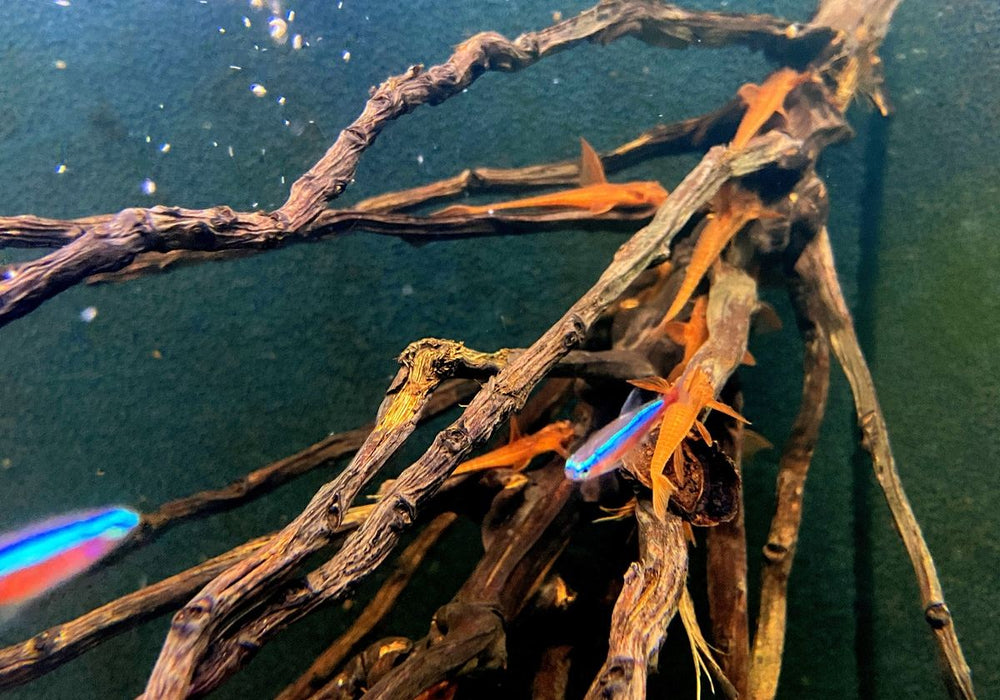 Roter Hexenwels - Rinoloricaria sp. aqua-teck