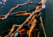 Roter Hexenwels - Rinoloricaria sp. aqua-teck