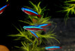 Roter Neon XL Jumbo - Paracheirodon axelrodi aqua-teck