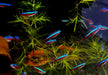 Roter Neon XL Jumbo - Paracheirodon axelrodi aqua-teck