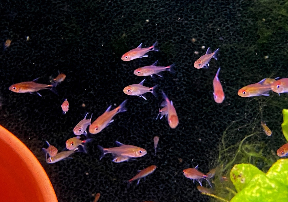Roter Pfeffersalmler - Axelrodia riesei aqua-teck