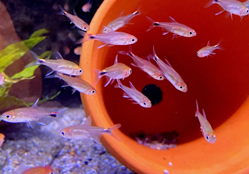 Roter Pfeffersalmler - Axelrodia riesei aqua-teck