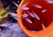 Roter Pfeffersalmler - Axelrodia riesei aqua-teck