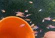 Roter Pfeffersalmler - Axelrodia riesei aqua-teck