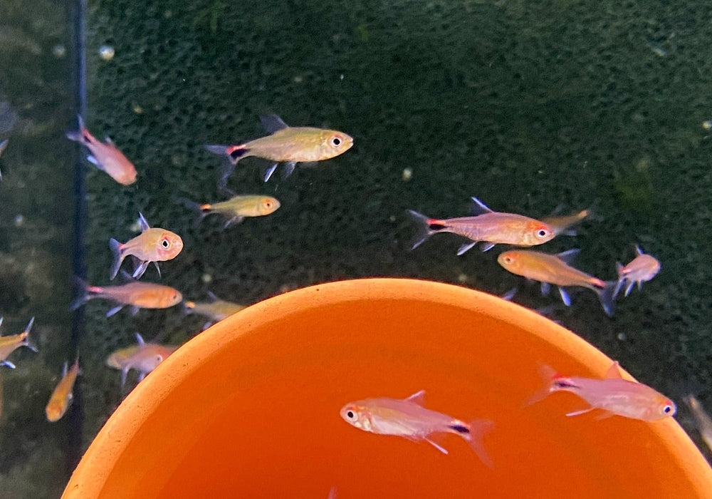 Roter Pfeffersalmler - Axelrodia riesei aqua-teck