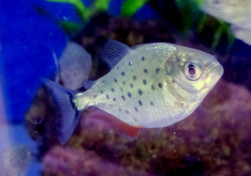 Roter Piranha - Serrasalmus nattereri