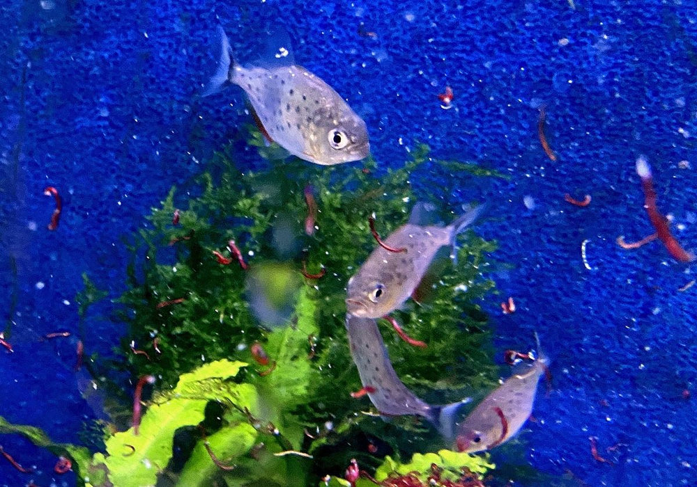 Roter Piranha - Serrasalmus nattereri