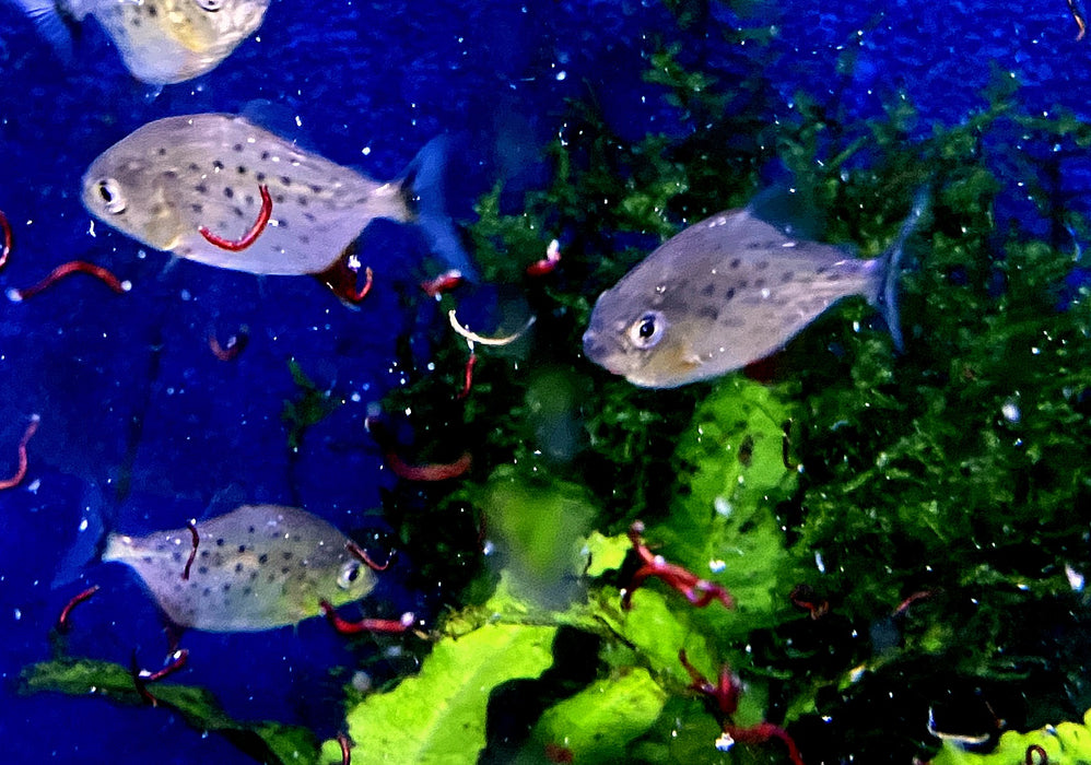 Roter Piranha - Serrasalmus nattereri