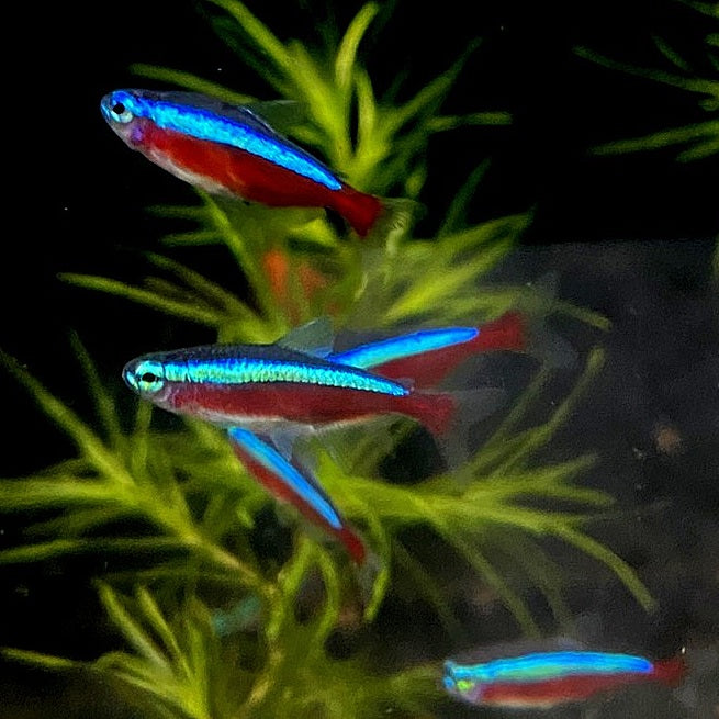 Erfüllen Sie die Vorlieben des Neonsalmlers in Ihrem Aquarium 