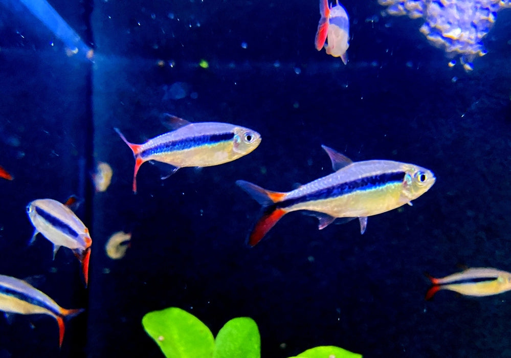 Wieder da! - Rotflossen-Schrägschwimmer "Rio Teles Pires" - Thayeria spec. Red Fin Teles Pires aqua-teck