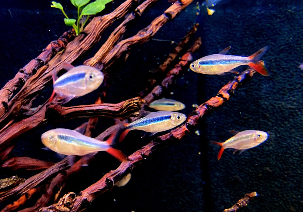 Wieder da! - Rotflossen-Schrägschwimmer "Rio Teles Pires" - Thayeria spec. Red Fin Teles Pires aqua-teck