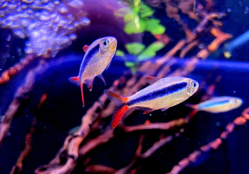 Wieder da! - Rotflossen-Schrägschwimmer "Rio Teles Pires" - Thayeria spec. Red Fin Teles Pires aqua-teck