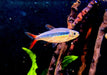 Wieder da! - Rotflossen-Schrägschwimmer "Rio Teles Pires" - Thayeria spec. Red Fin Teles Pires aqua-teck