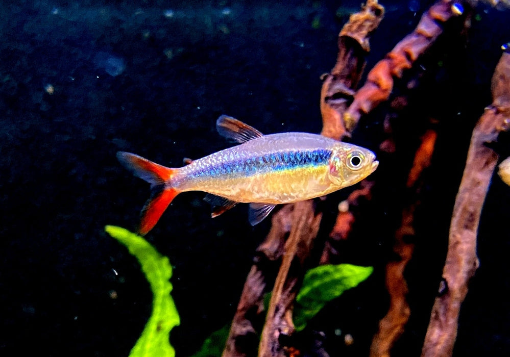 Wieder da! - Rotflossen-Schrägschwimmer "Rio Teles Pires" - Thayeria spec. Red Fin Teles Pires aqua-teck