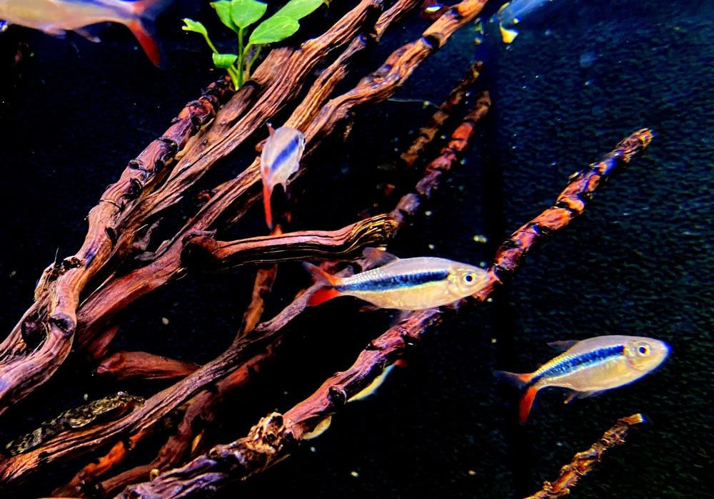 Wieder da! - Rotflossen-Schrägschwimmer "Rio Teles Pires" - Thayeria spec. Red Fin Teles Pires aqua-teck