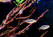 Wieder da! - Rotflossen-Schrägschwimmer "Rio Teles Pires" - Thayeria spec. Red Fin Teles Pires aqua-teck