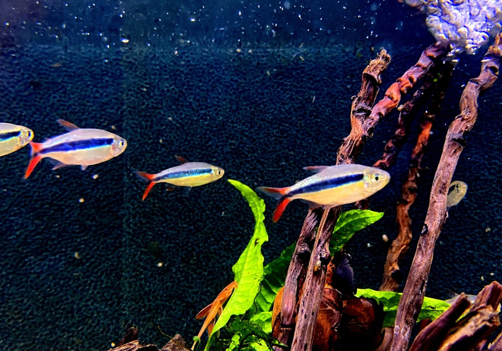 Wieder da! - Rotflossen-Schrägschwimmer "Rio Teles Pires" - Thayeria spec. Red Fin Teles Pires aqua-teck