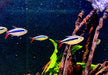Wieder da! - Rotflossen-Schrägschwimmer "Rio Teles Pires" - Thayeria spec. Red Fin Teles Pires aqua-teck