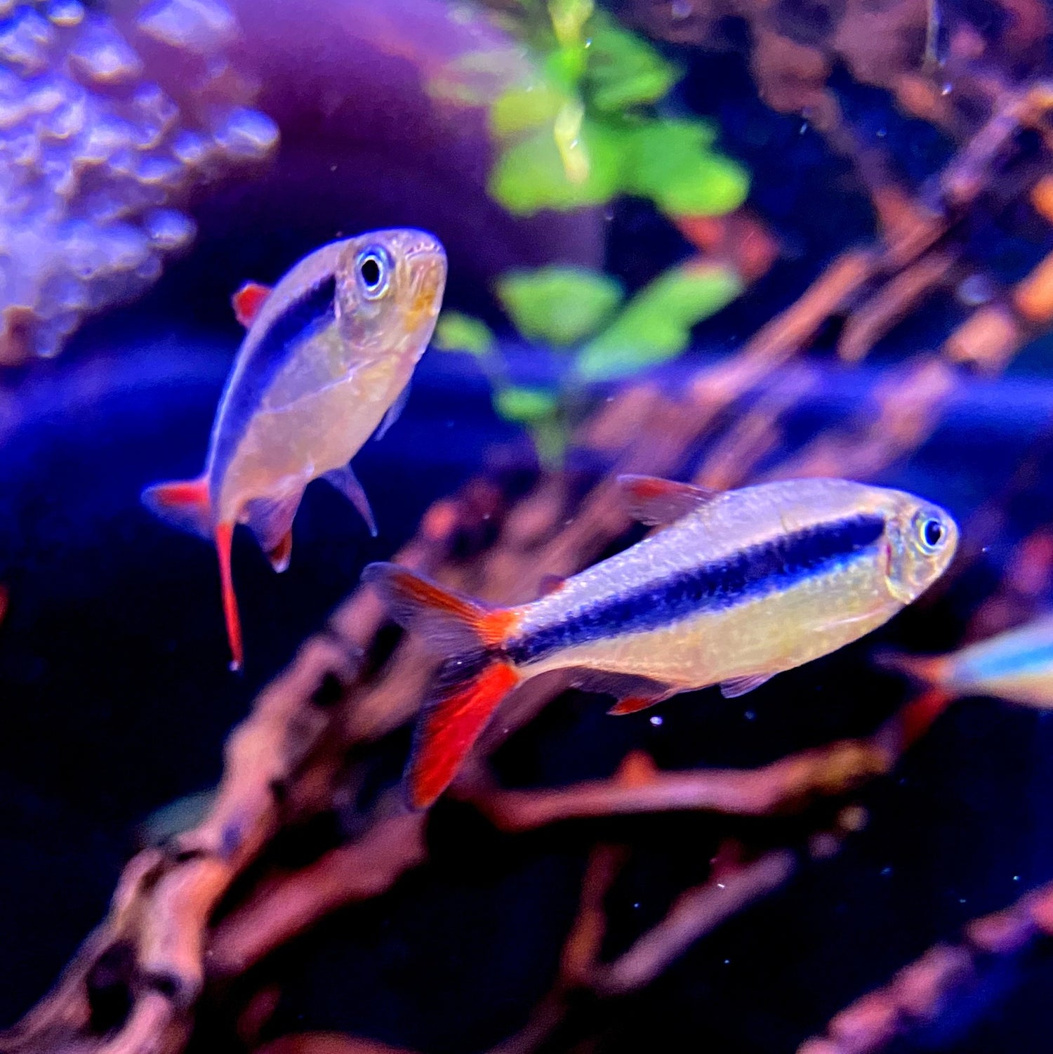 Kleine Zierfische: Barben, Salmler & Barsche