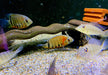 Rotkeil-Augenfleckbuntbarsch L - Heros efasciatus aqua-teck