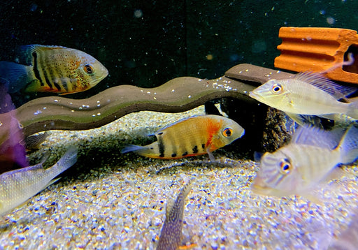 Rotkeil-Augenfleckbuntbarsch L - Heros efasciatus aqua-teck
