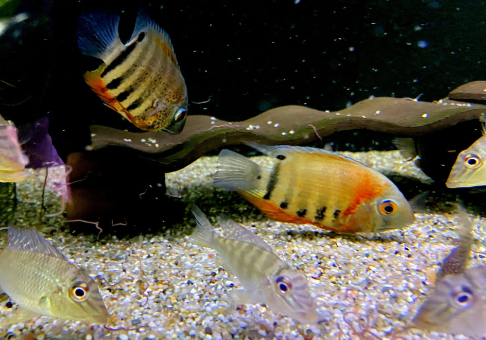 Rotkeil-Augenfleckbuntbarsch L - Heros efasciatus aqua-teck