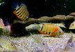Rotkeil-Augenfleckbuntbarsch L - Heros efasciatus aqua-teck
