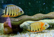 Rotkeil-Augenfleckbuntbarsch L - Heros efasciatus aqua-teck