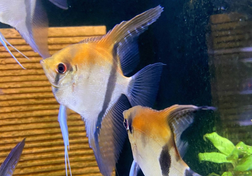 SONDERPREIS - Rotrücken-Skalar XL - Pterophyllum scalare