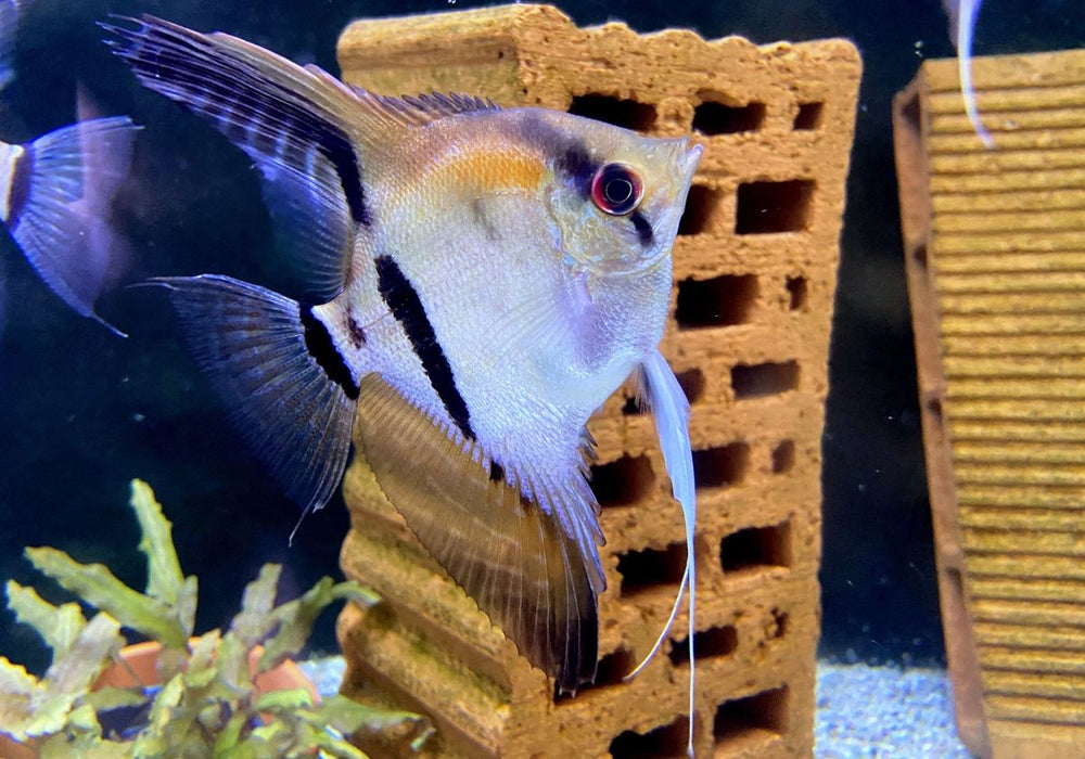 SONDERPREIS - Rotrücken-Skalar XL - Pterophyllum scalare