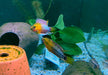 Rotstrich-Zwergbuntbarsch - Apistogramma hongsloi aqua-teck