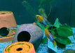Rotstrich-Zwergbuntbarsch - Apistogramma hongsloi aqua-teck