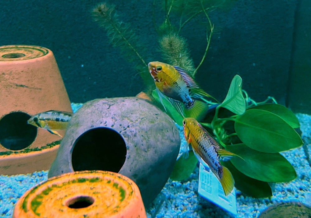 Rotstrich-Zwergbuntbarsch - Apistogramma hongsloi aqua-teck