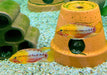 Rotstrich-Zwergbuntbarsch - Apistogramma hongsloi aqua-teck