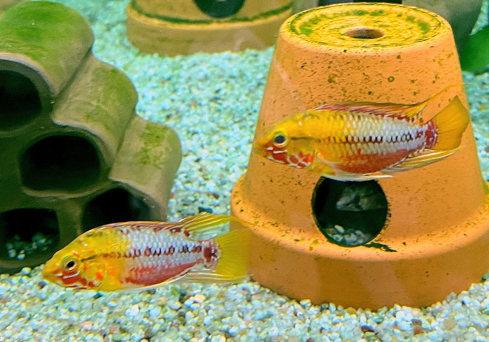 Rotstrich-Zwergbuntbarsch - Apistogramma hongsloi aqua-teck