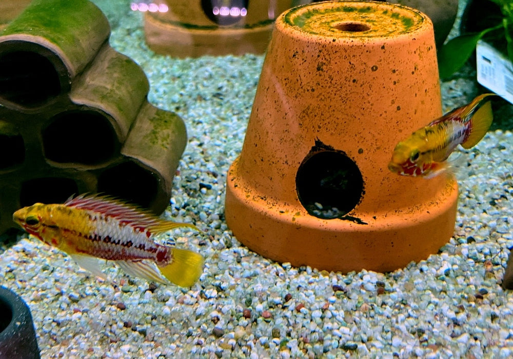 Rotstrich-Zwergbuntbarsch - Apistogramma hongsloi aqua-teck
