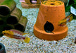 Rotstrich-Zwergbuntbarsch - Apistogramma hongsloi aqua-teck
