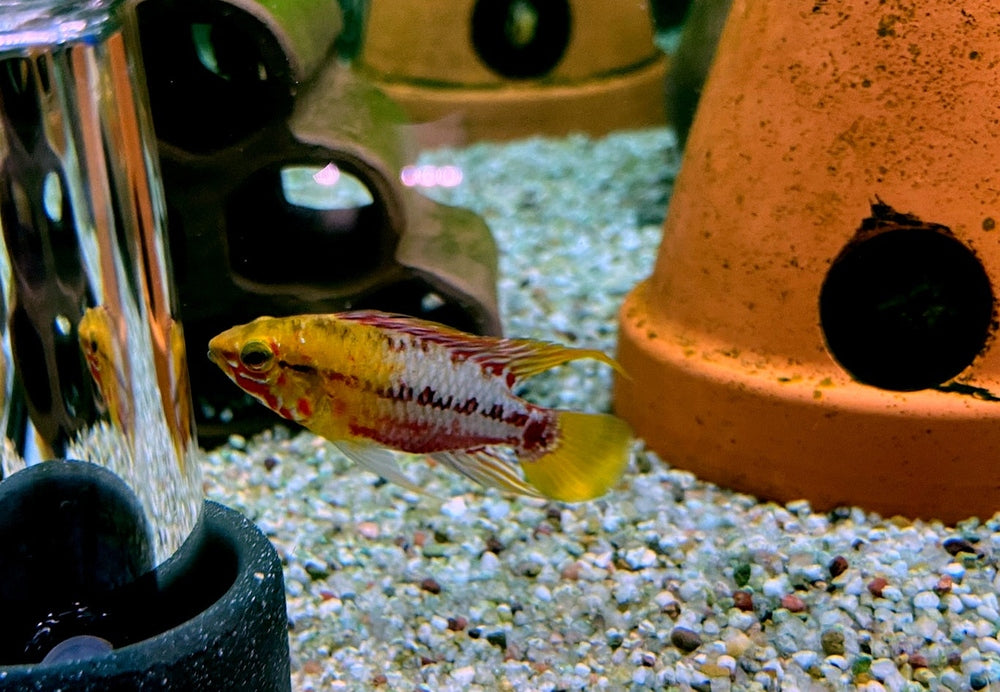 Rotstrich-Zwergbuntbarsch - Apistogramma hongsloi aqua-teck