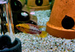 Rotstrich-Zwergbuntbarsch - Apistogramma hongsloi aqua-teck