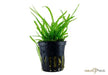 Sagittaria subulata aqua-teck