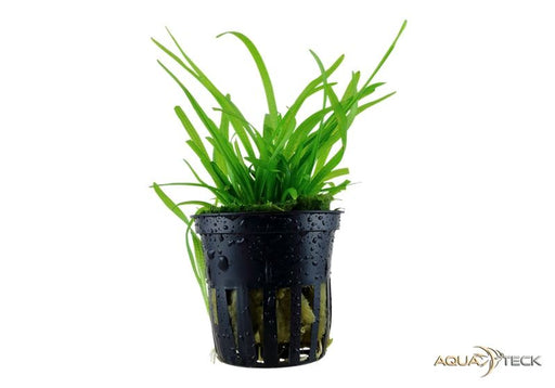 Sagittaria subulata aqua-teck