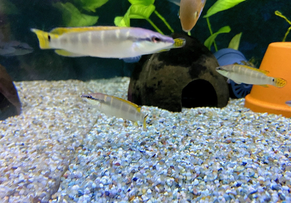 Schmalkopf-Hechtbuntbarsch - Crenicichla compressiceps aqua-teck