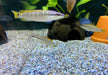 Schmalkopf-Hechtbuntbarsch - Crenicichla compressiceps aqua-teck