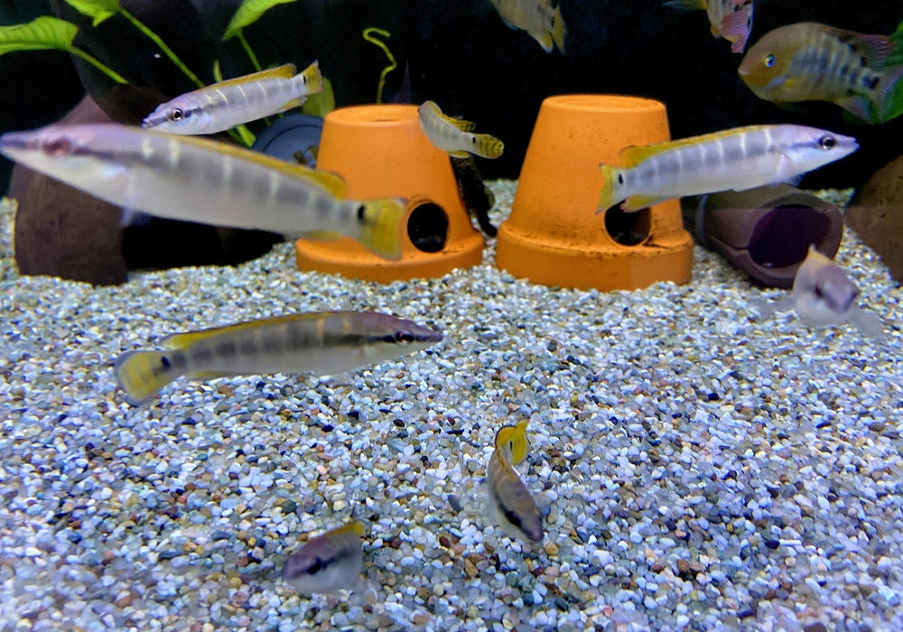Schmalkopf-Hechtbuntbarsch - Crenicichla compressiceps aqua-teck