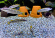 Schmalkopf-Hechtbuntbarsch - Crenicichla compressiceps aqua-teck