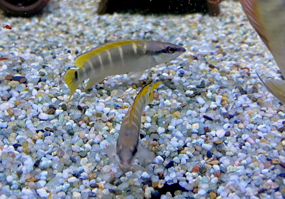 Schmalkopf-Hechtbuntbarsch - Crenicichla compressiceps aqua-teck