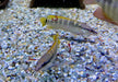Schmalkopf-Hechtbuntbarsch - Crenicichla compressiceps aqua-teck
