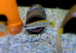 Schmalkopf-Hechtbuntbarsch - Crenicichla compressiceps aqua-teck
