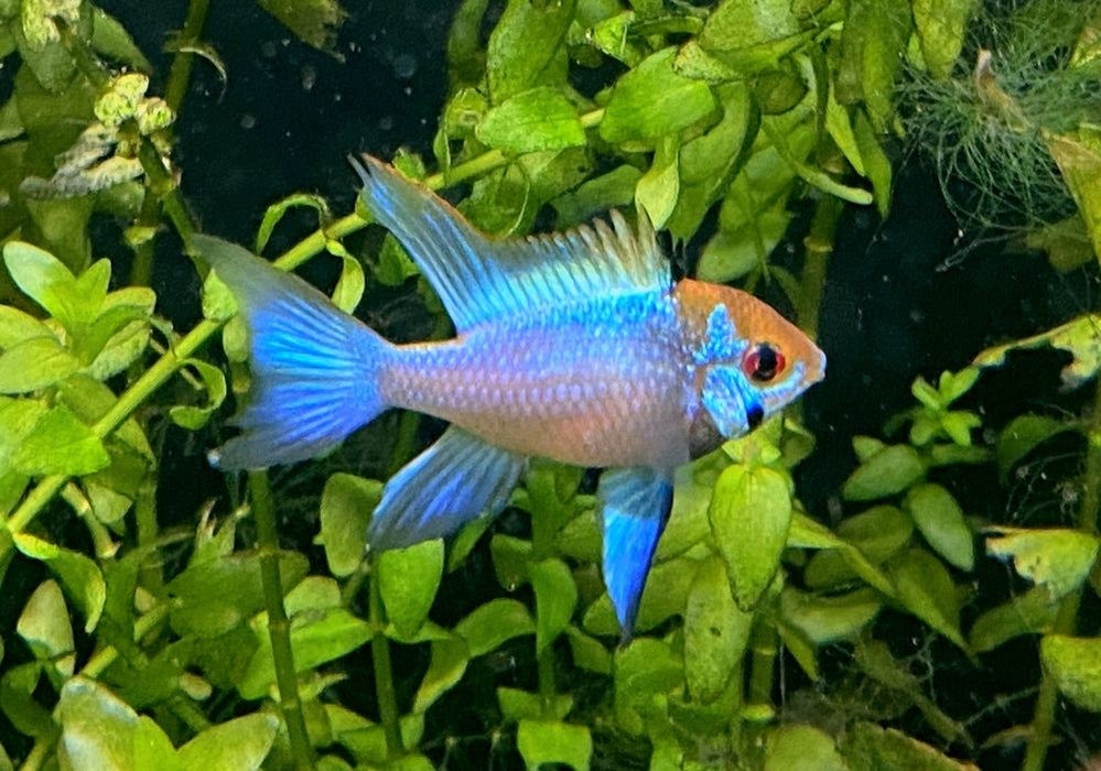 Schmetterlingsbuntbarsch "electric blue lyratail / Schleier" - Mikrogeophagus ramirezi aqua-teck